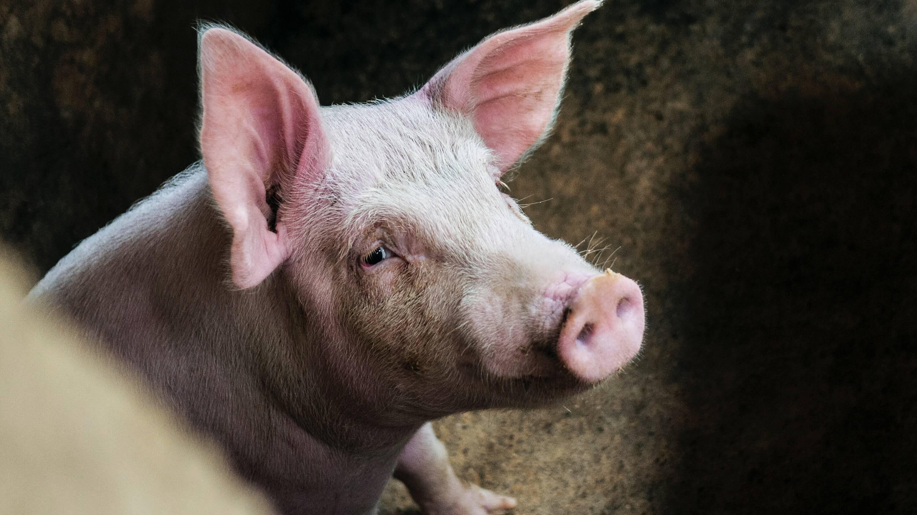 #वीडियो | सूअर खुदाई कर सकते हैं छेद के साथ उपकरण