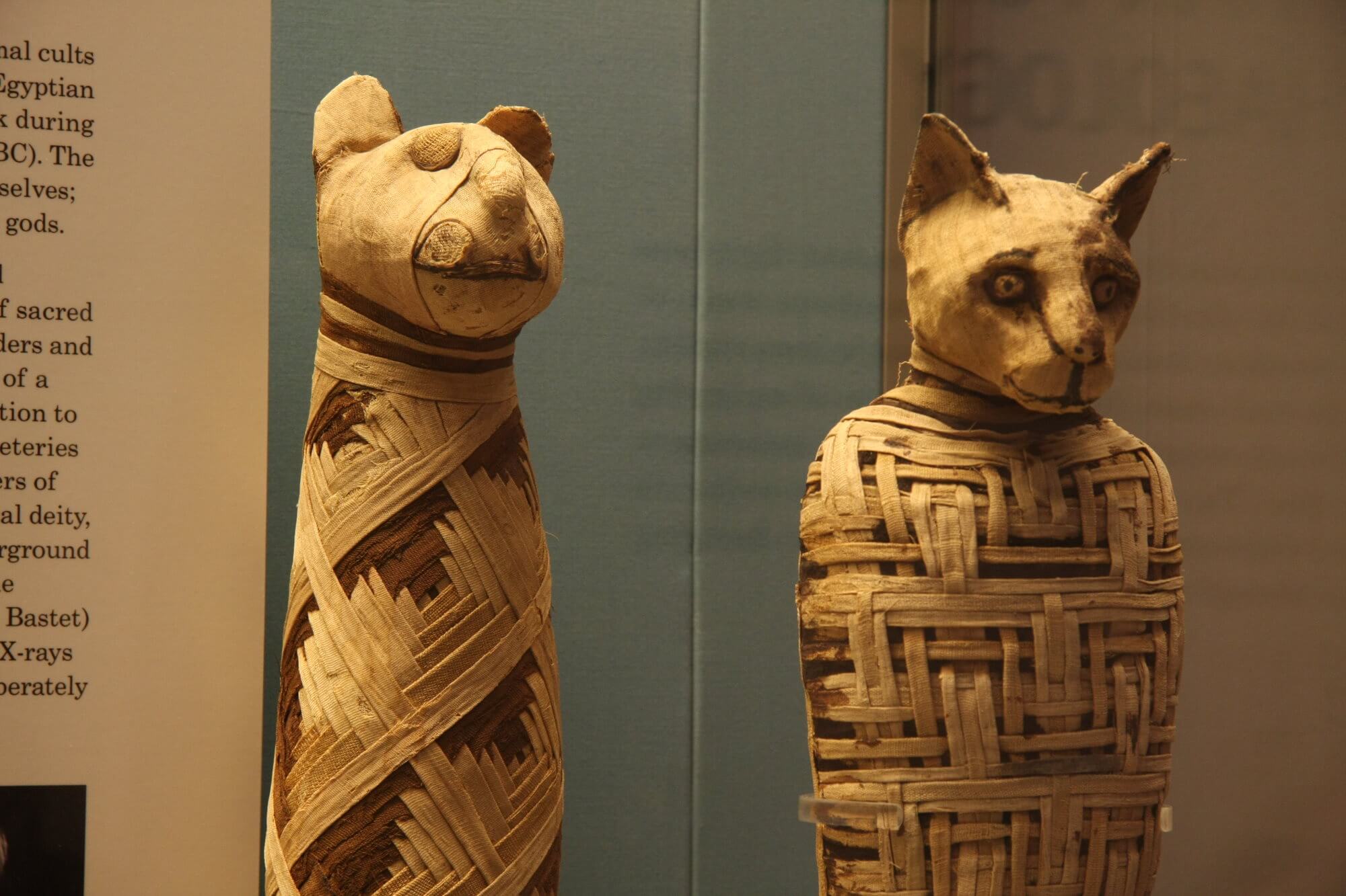 무엇이 내부에 미라 고대 이집트의 고양이가?