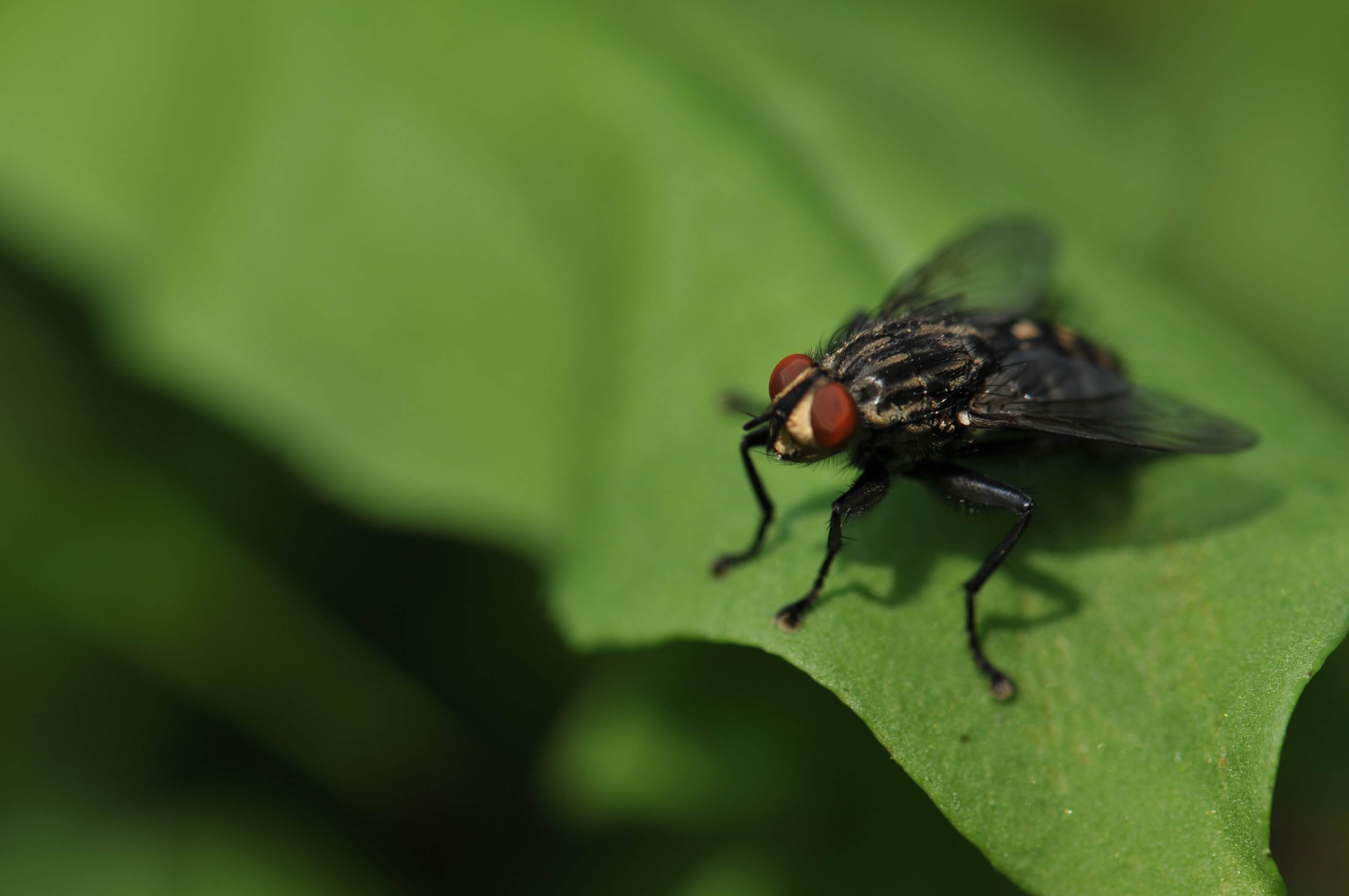 #video | How the flies land on the ceiling?