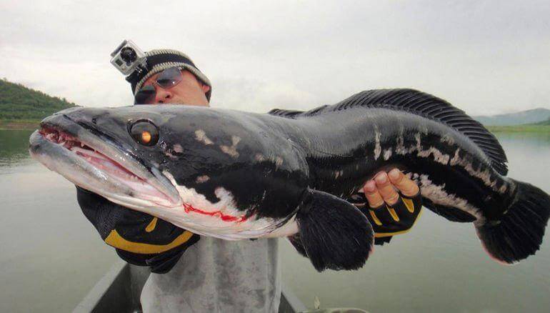 Gefunden einzigartige Fische, die fähig sind, aus dem Wasser zu gehen