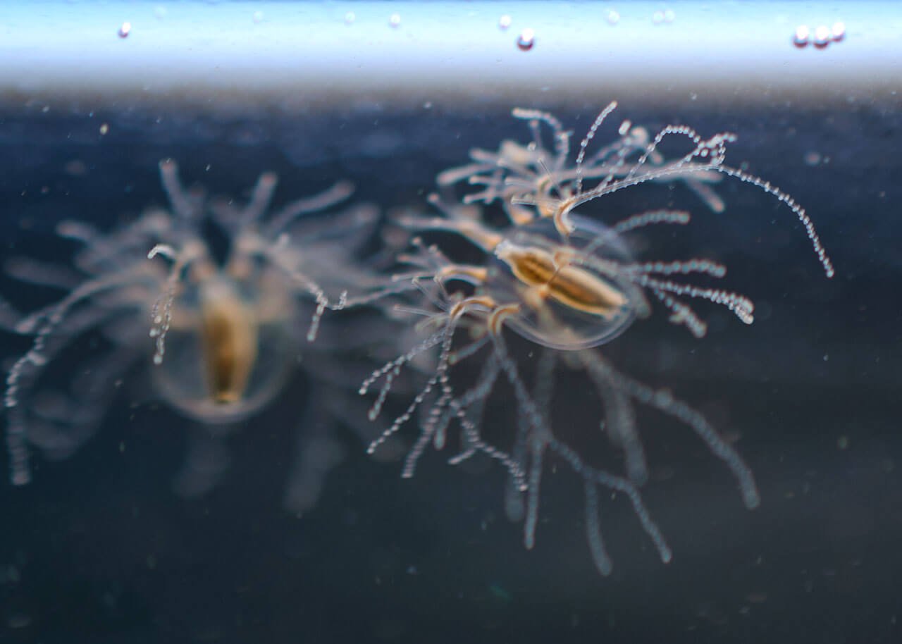 Como las medusas recuperan la perdida de tejido?