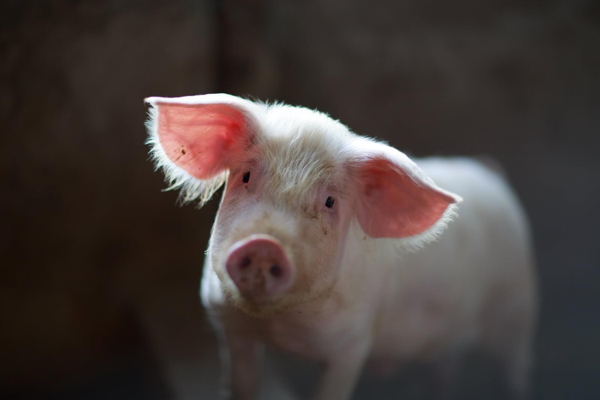 Schweinsleder zum ersten mal geholfen hat schwere Verbrennungen zu heilen Person