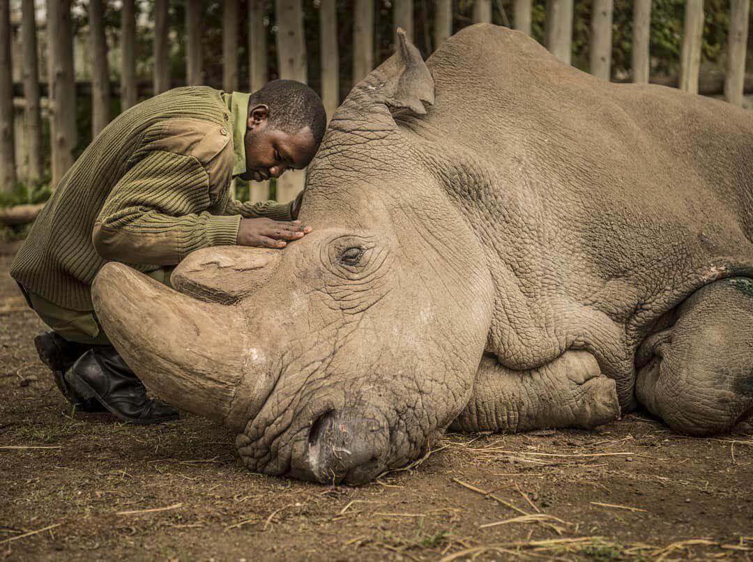 Ob der Klon das weiße Nashorn zu retten, eine ganze Art vor dem Aussterben?