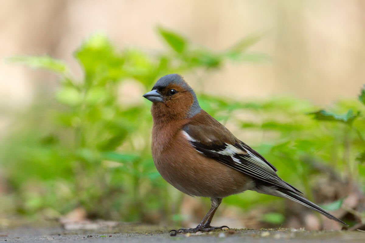 Gli uccelli sono stati impiantati i ricordi di qualcun altro