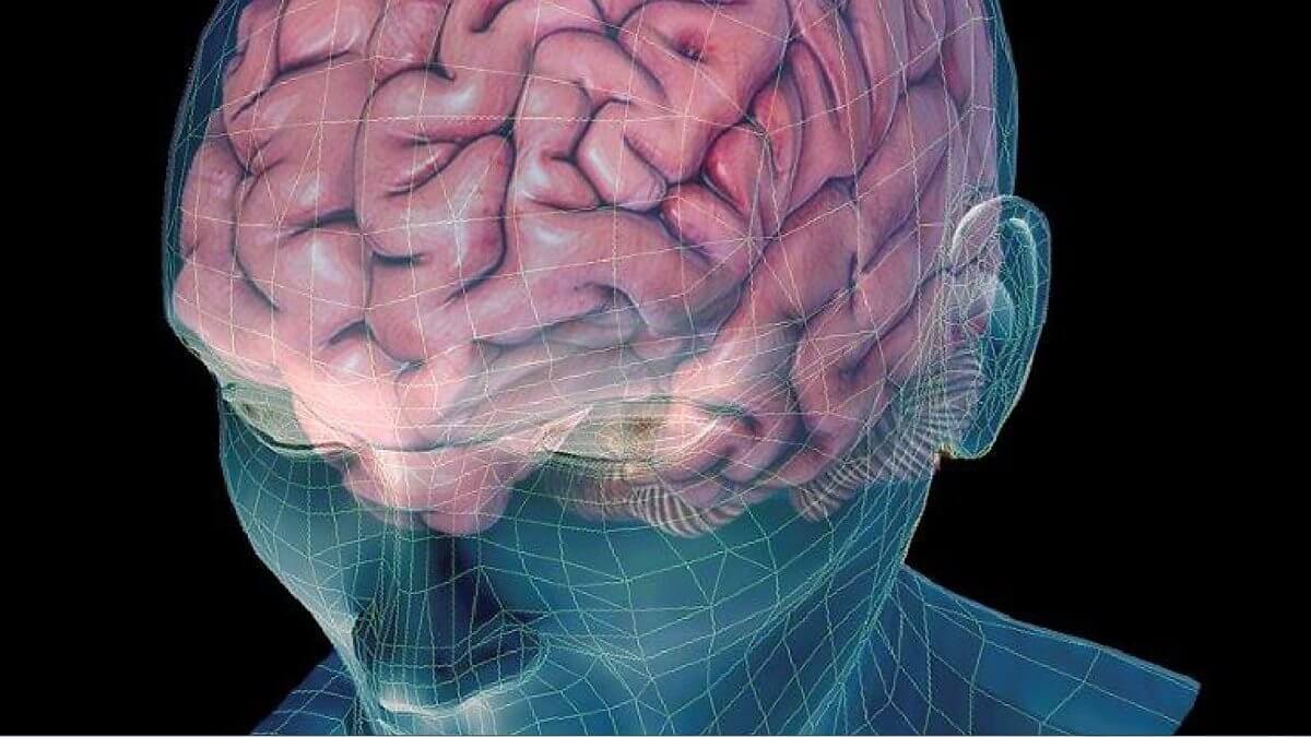 Come il cervello crea e rimuove i ricordi?