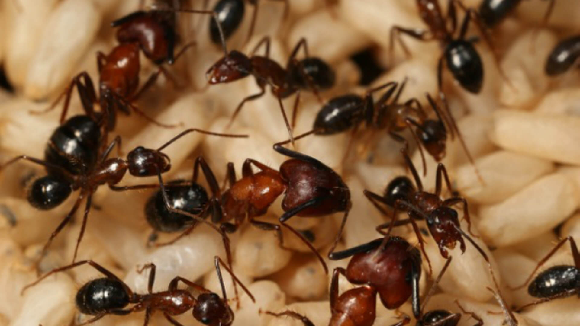 مستعمرة النمل الذكريات التي لا يكون النمل