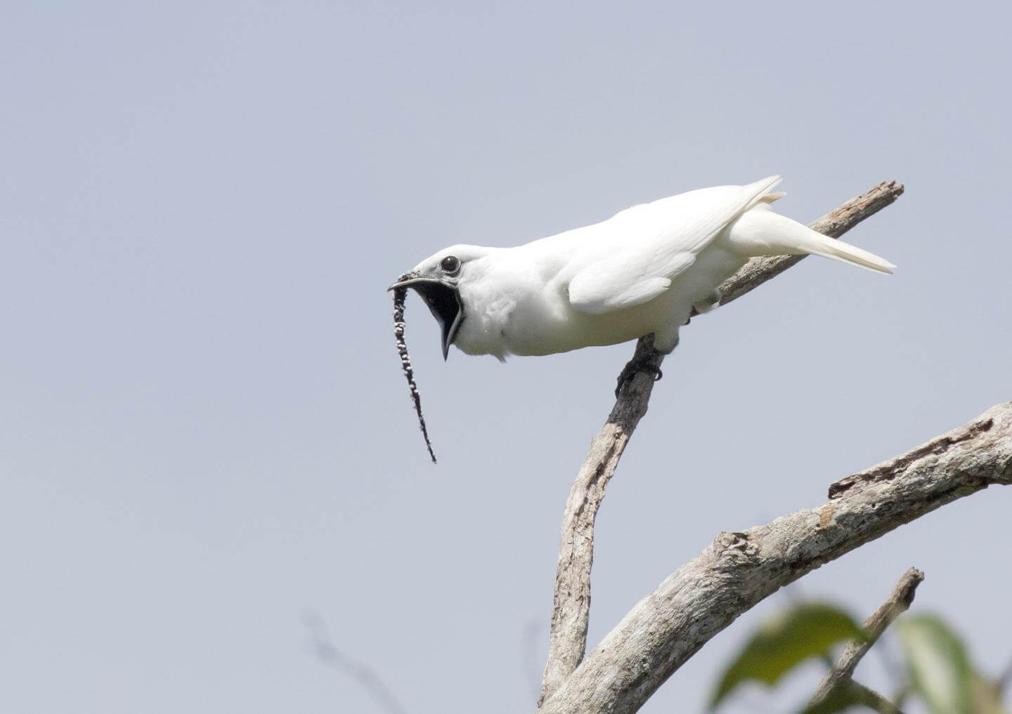 #vídeo | Cientistas gravaram cantando o mais retumbante de aves no mundo