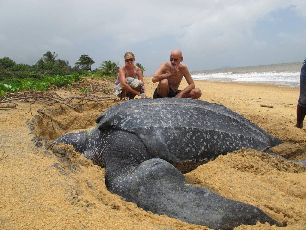 #video | Como se ve más grande de la tortuga en el mundo?