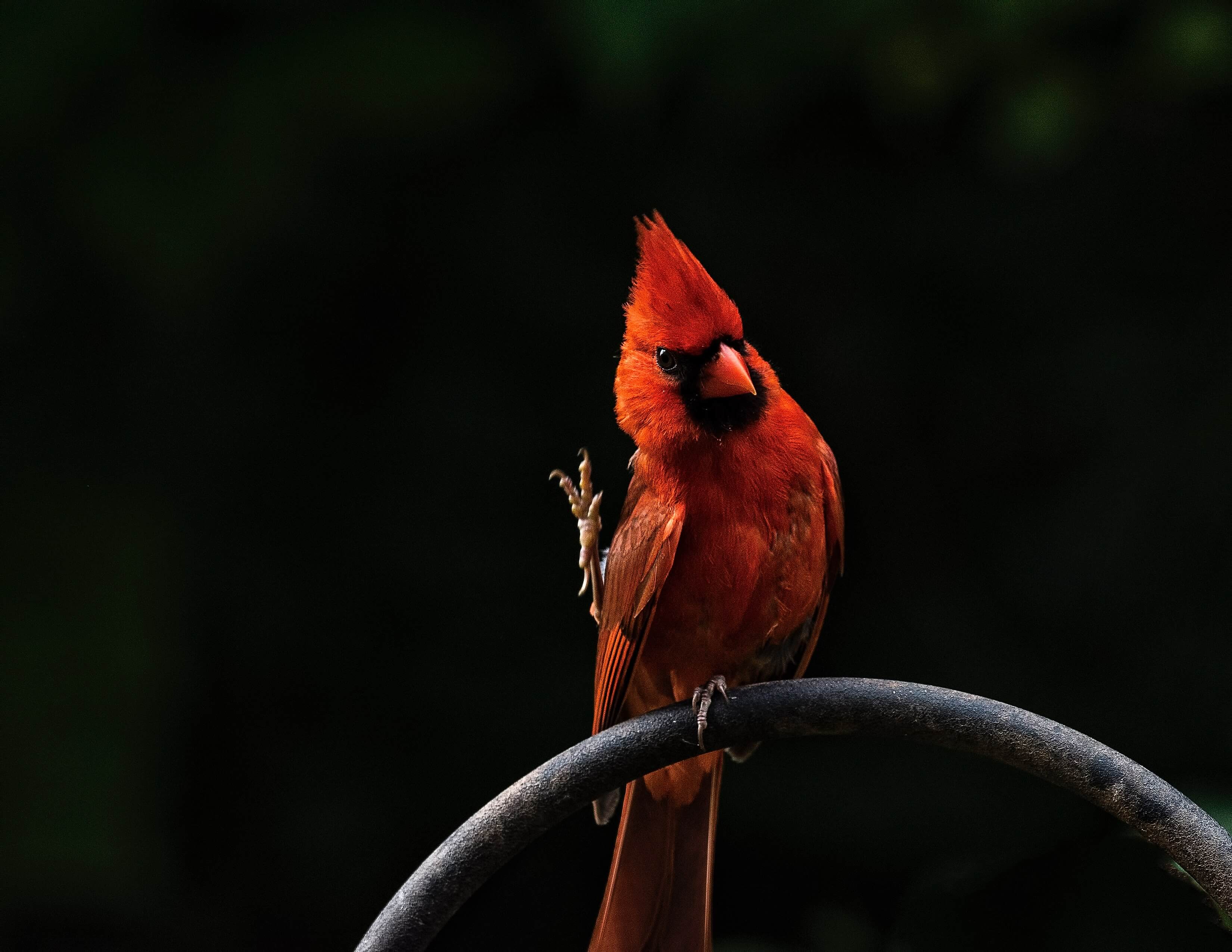 What determines the color of bird eggs?