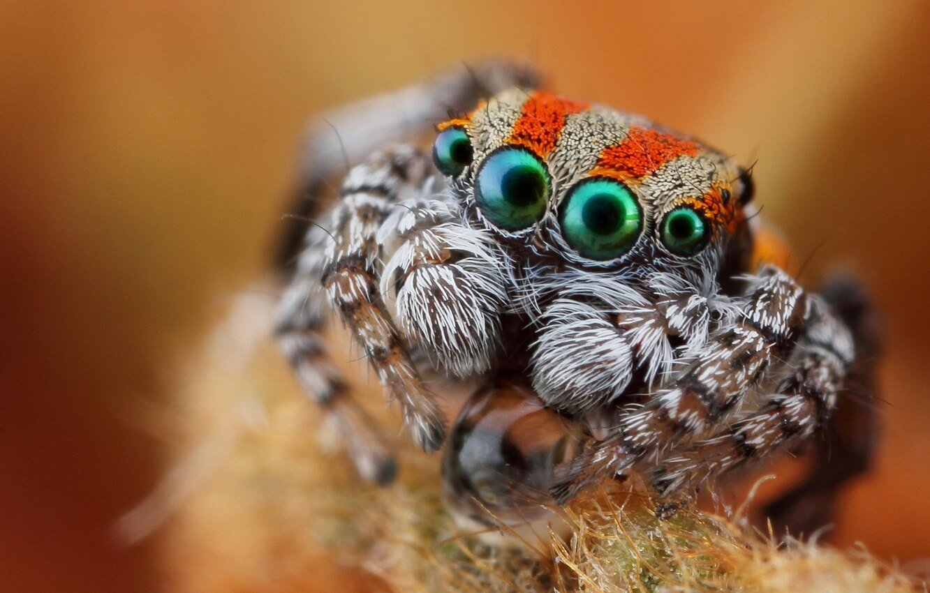 Comme les araignées ont contribué à créer la miniature capteur de profondeur