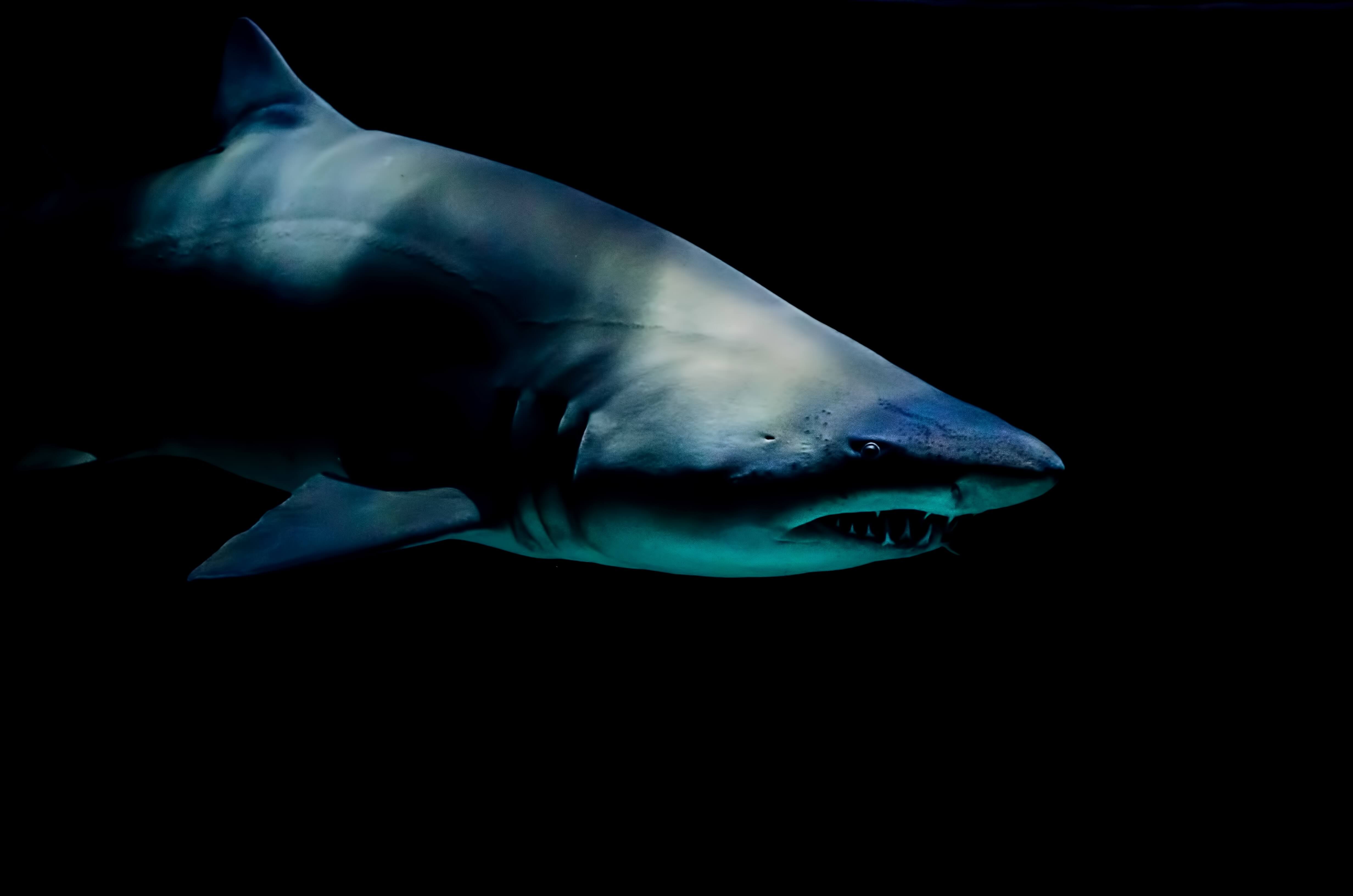 Meksika'da bulunan dişler en korkunç köpekbalığı öyküsü