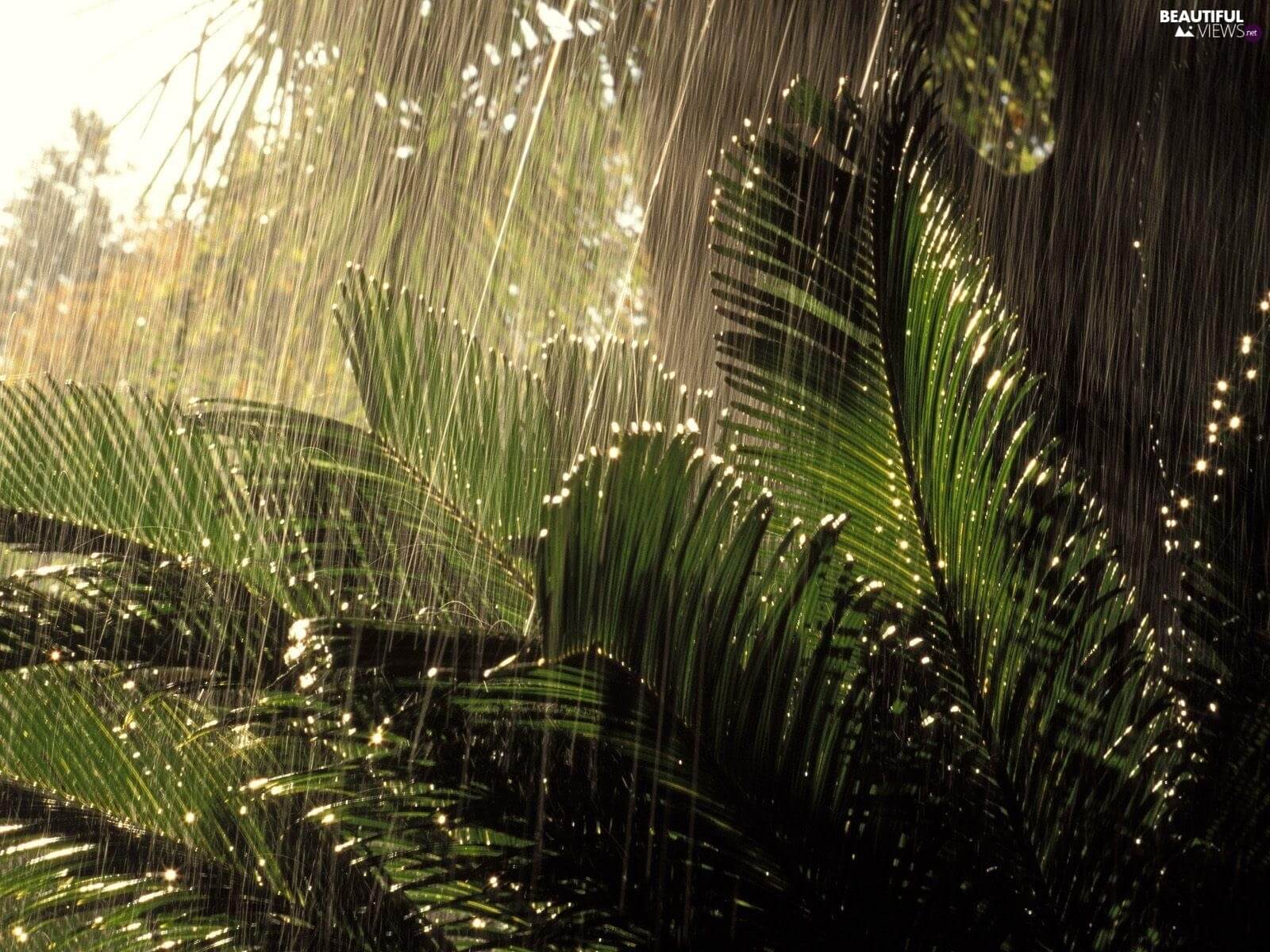 Gdy pada deszcz, rośliny znajdują się w stanie podobnym do paniki