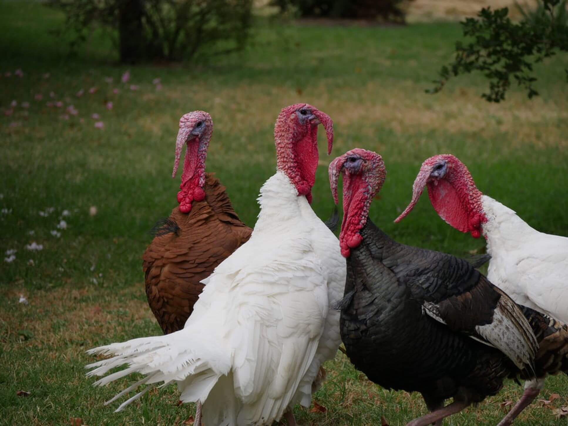 #video | ¿por Qué los pavos llevan corros alrededor de los animales muertos?