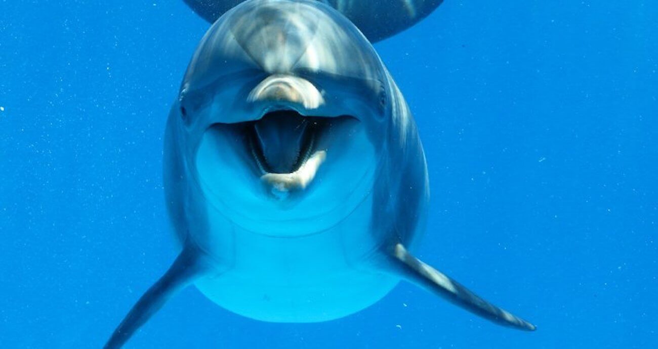 Dolphins, like humans, are divided into right-handers and left-handers