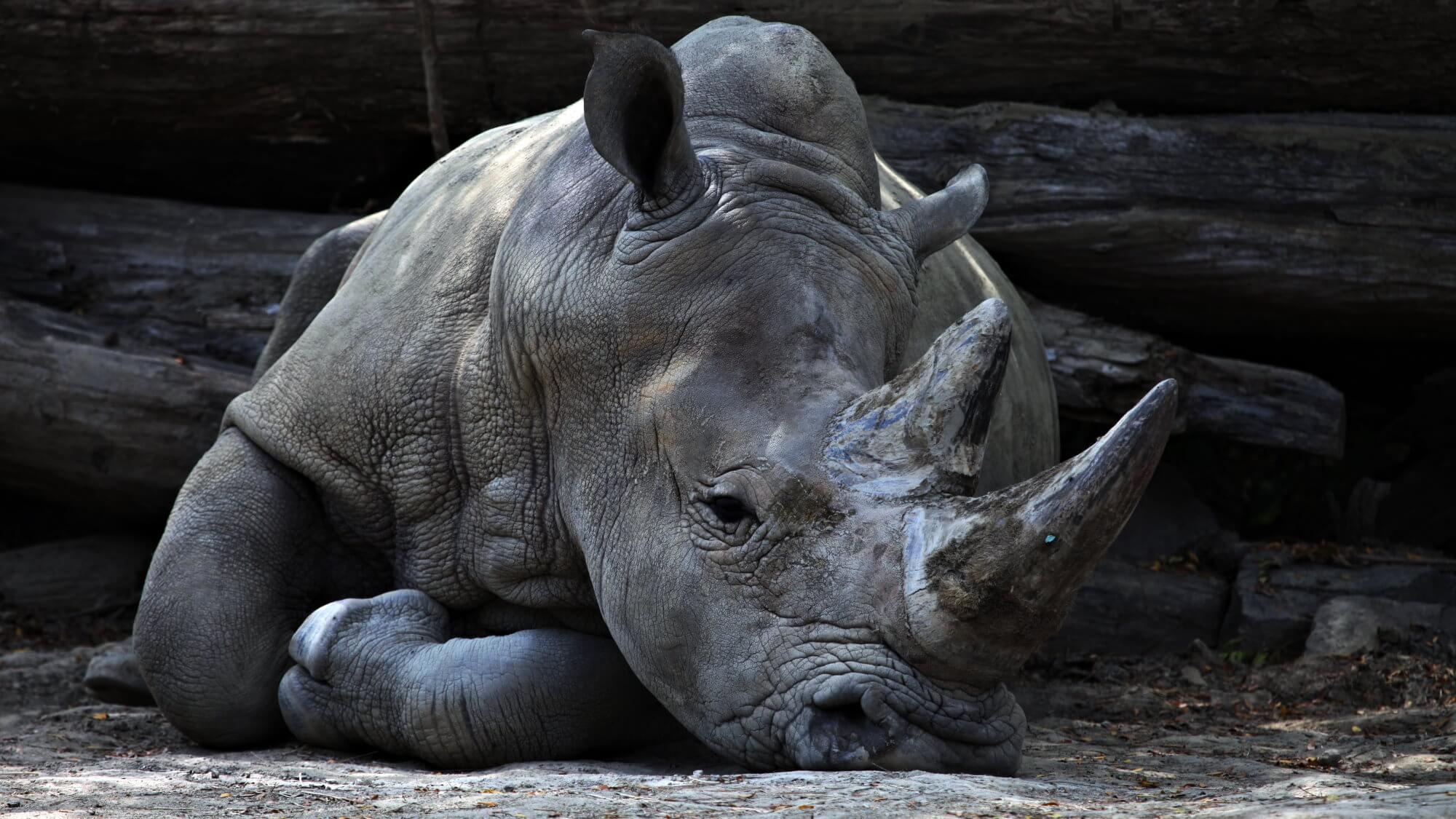 Stop the destruction of rhinos by making their horns faux