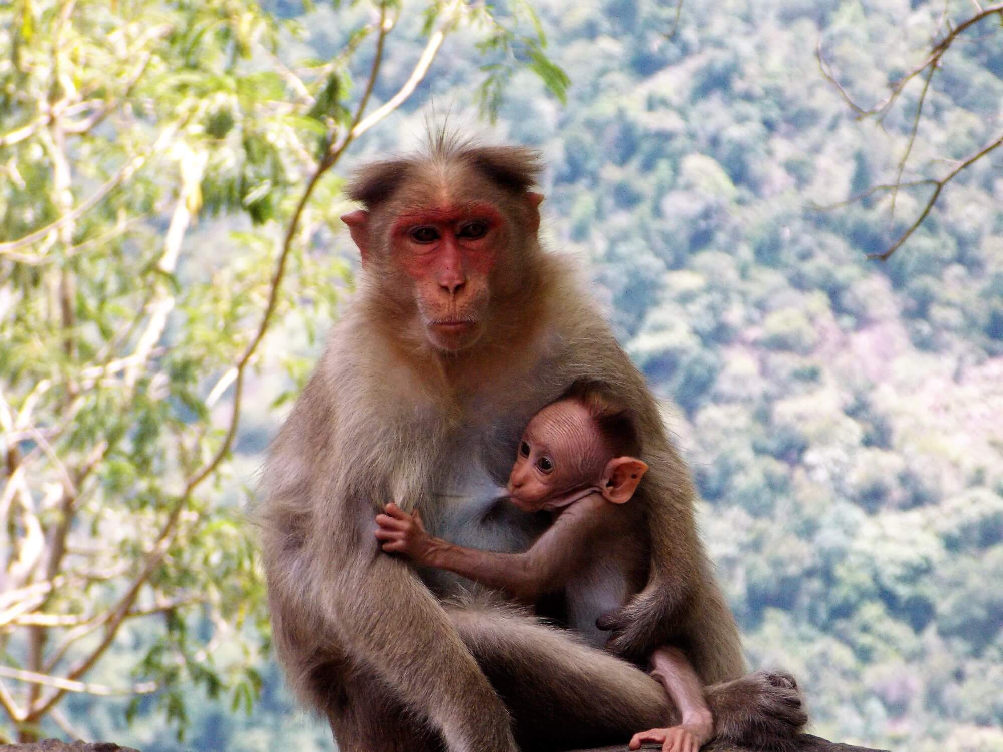 Som monkey lært å gå på to ben?