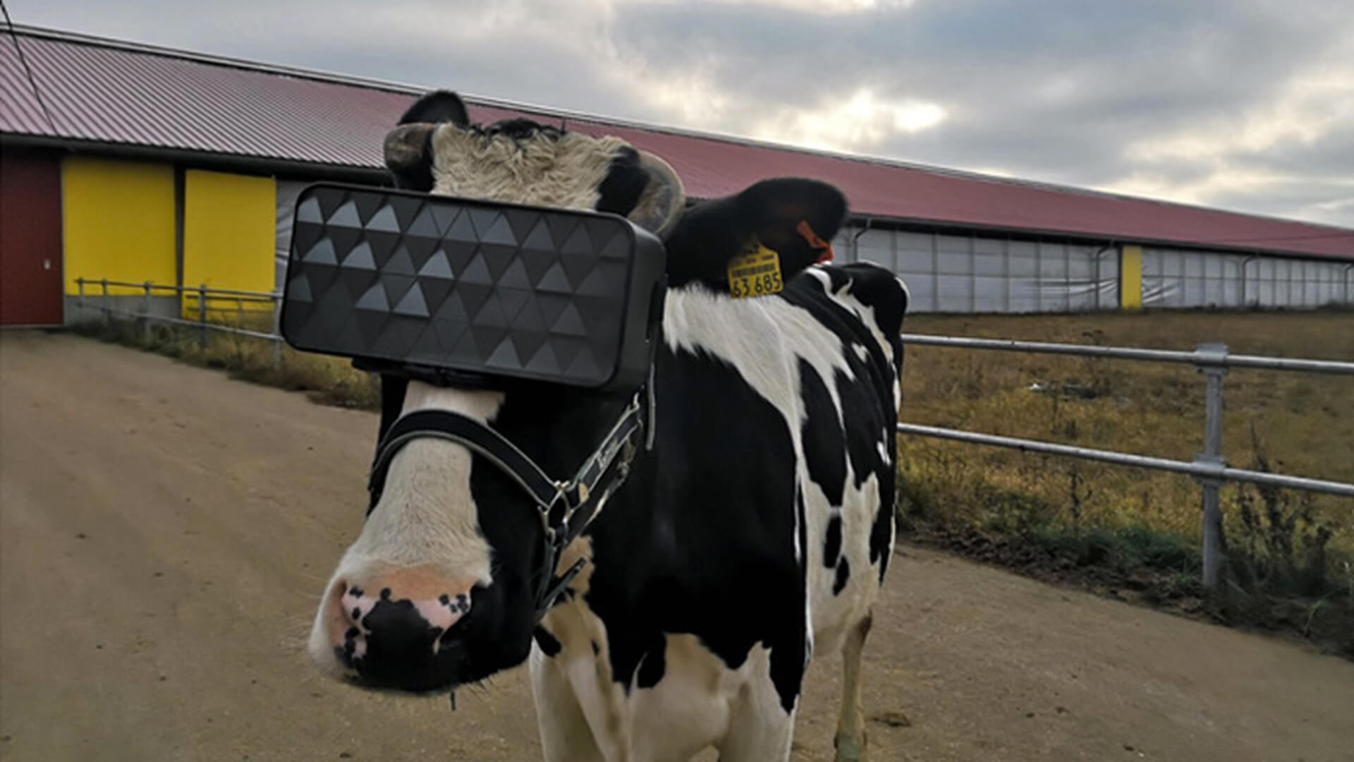 Na Rússia, descobriram como a realidade virtual afeta o bem-estar de vacas