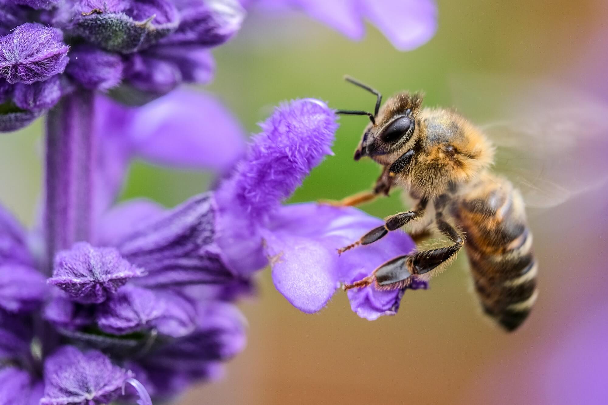 Como a linha de transmissão afetam o comportamento das abelhas?