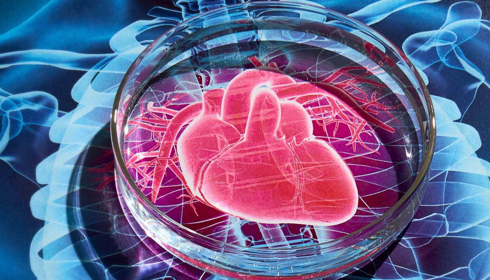 Stem cells restore heart not as we thought