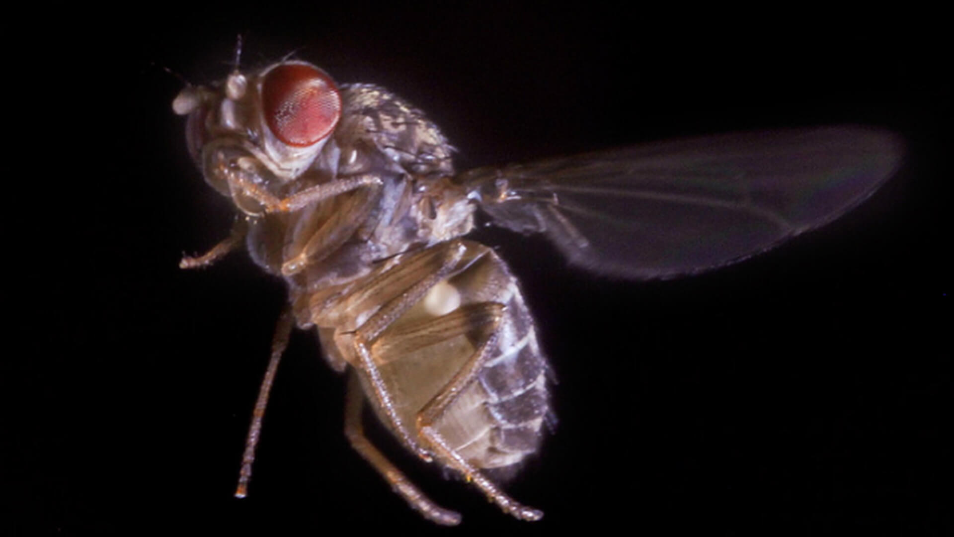 Naukowcy odkryli, jak muchy orientują się w przestrzeni
