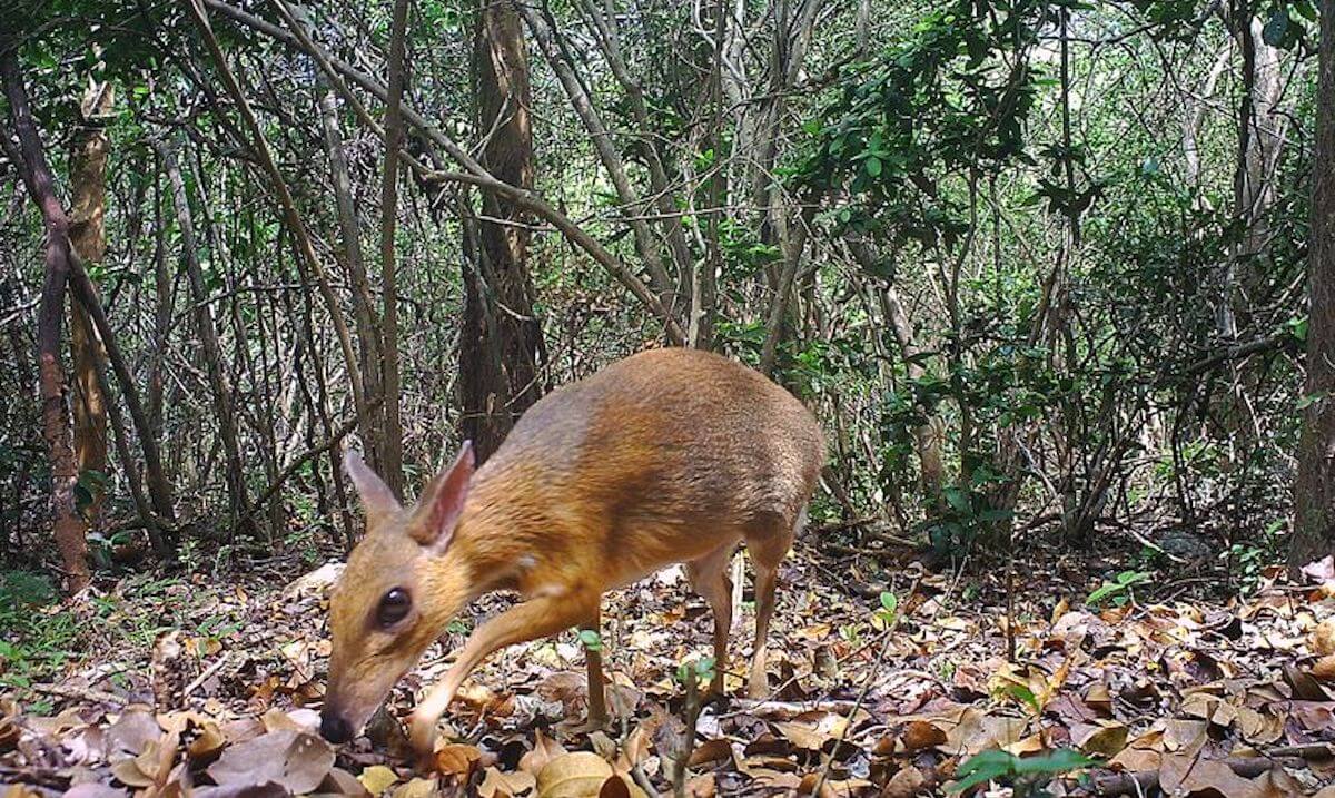 Foi encontrado o tipo de animais que eram considerados extintos há mais de 30 anos