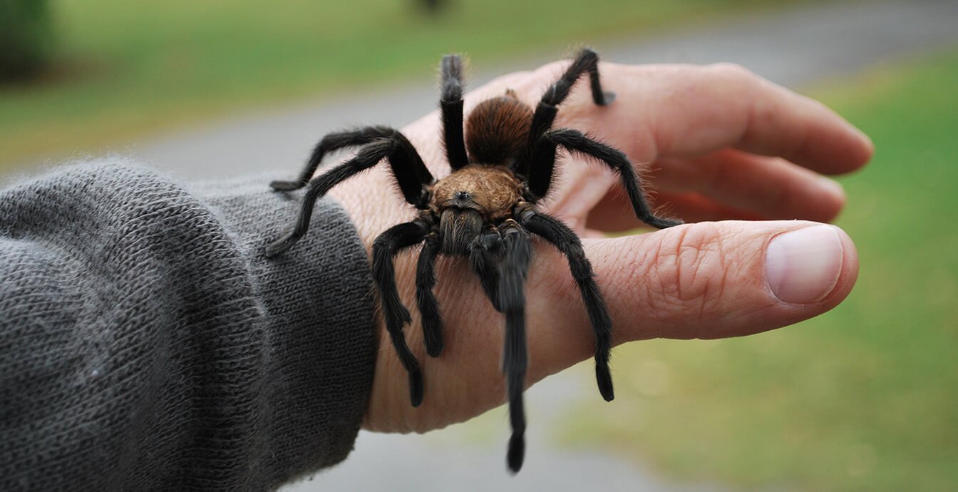 Nereden arachnophobia — örümcek korkusunu?