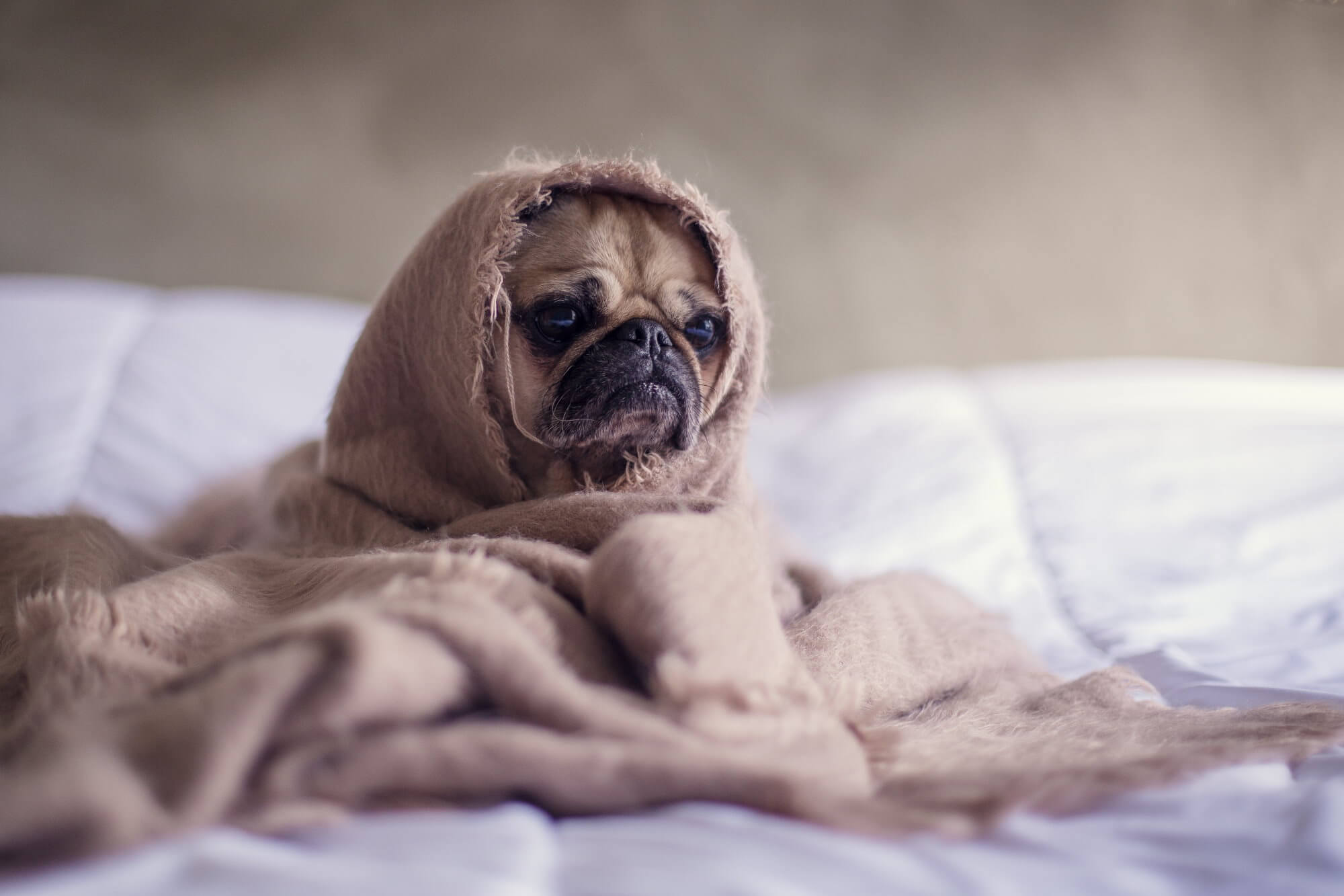 Lo que siente un perro cuando en ella gritan?