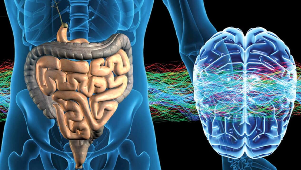 Les scientifiques ont lié la vitesse de vieillissement de la microflore de l'intestin