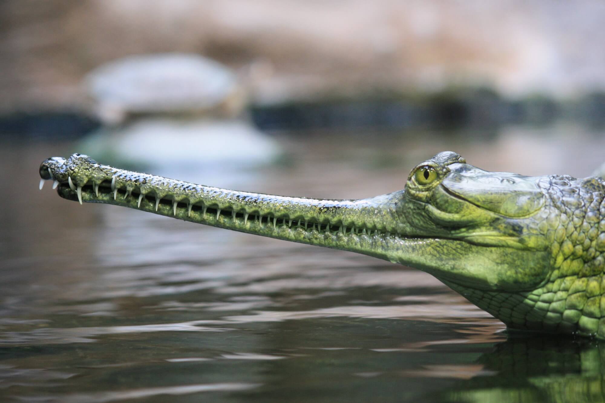 Le plus rare de la vue des crocodiles a commencé à se multiplier