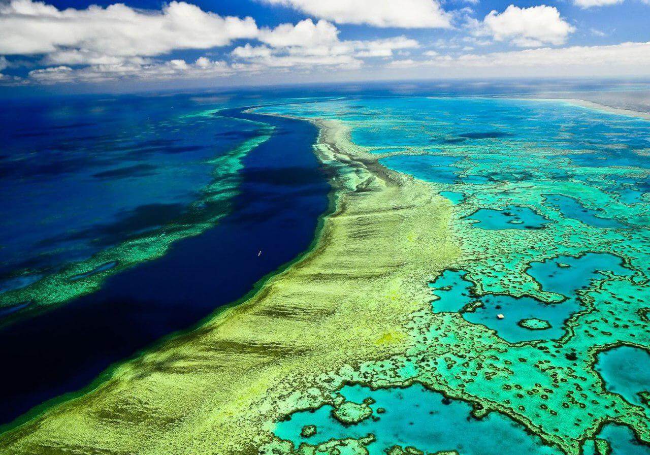 인공 산호를 저장할 수 있습니 Great barrier reef