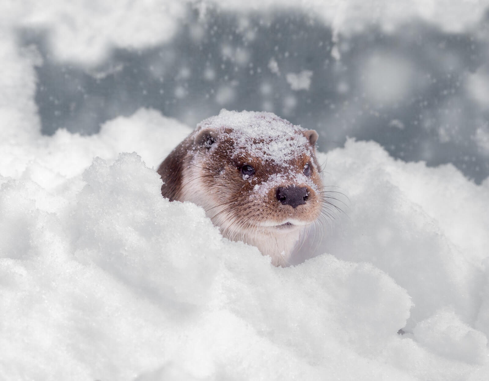 Warum Arktische Otter begann stark niesen?