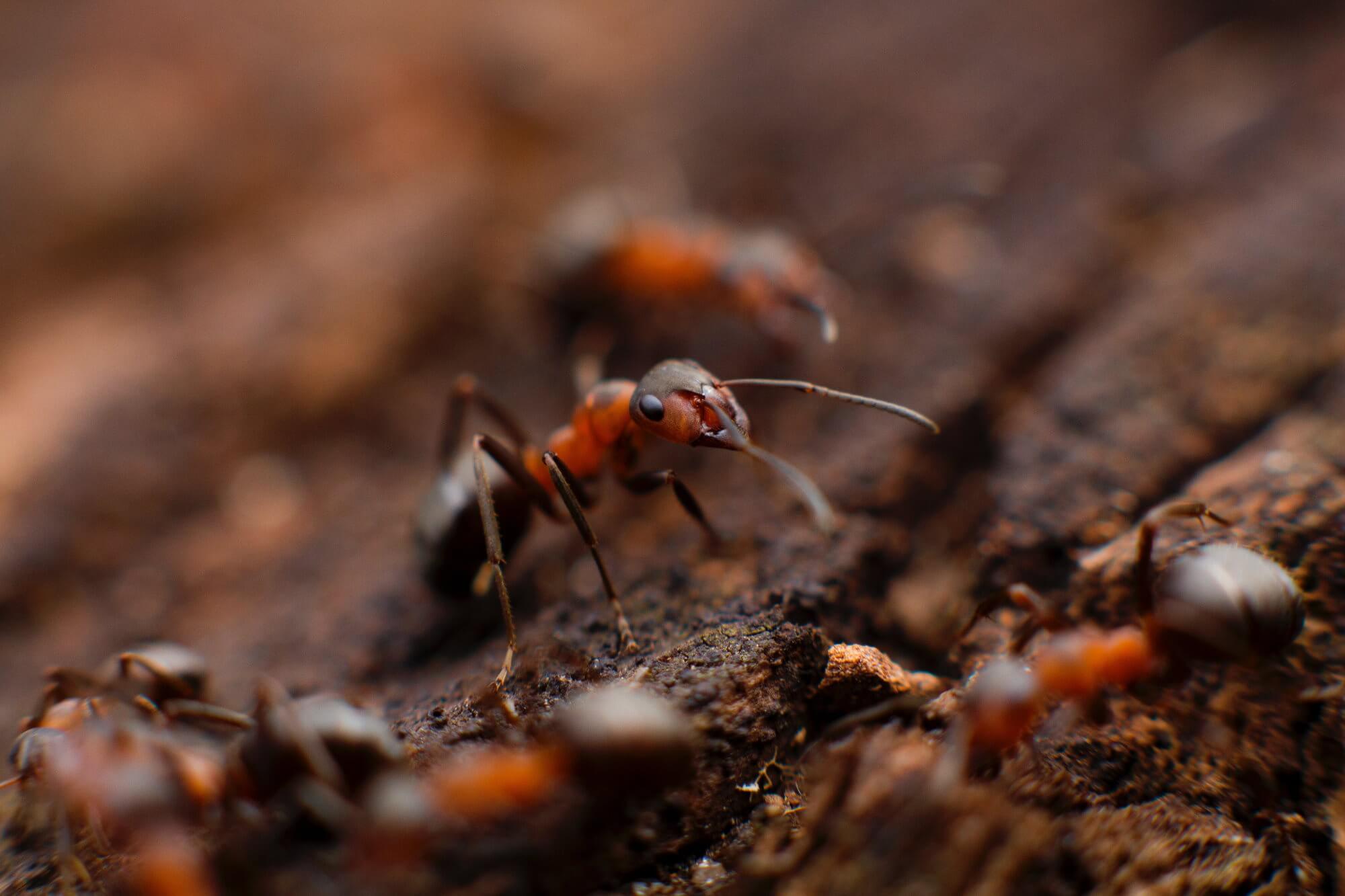 As formigas anos morria no bunker abandonado, sem luz e alimento