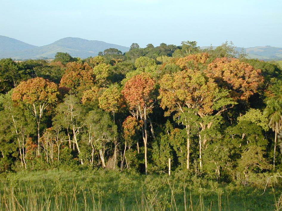 África pode perder seu florestas tropicais