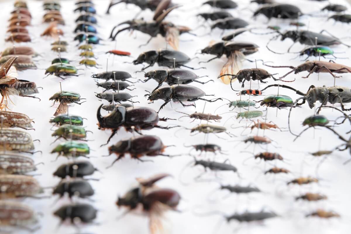 الحشرات والعناكب بسرعة تختفي من على وجه الأرض. مما يهدد ؟ 