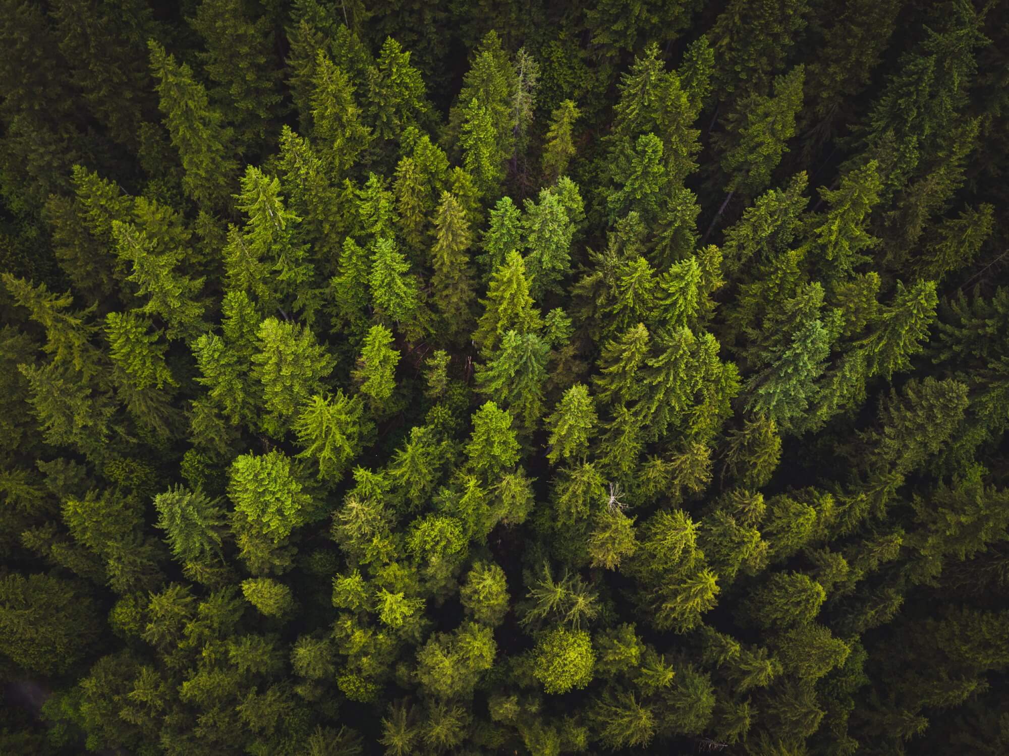 As árvores emitem gases de efeito estufa e pode acelerar o aquecimento global