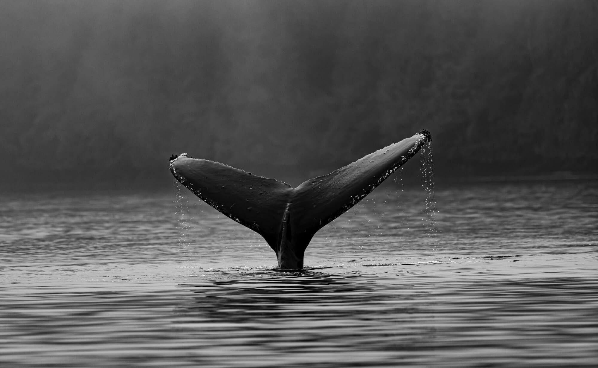 Le balene possono far fronte con il riscaldamento globale meglio di alberi