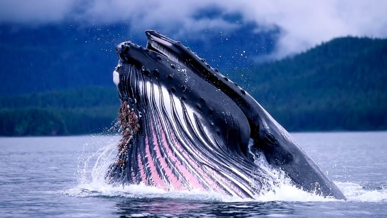 Why is the heartbeat of whales as a surprise to scientists?