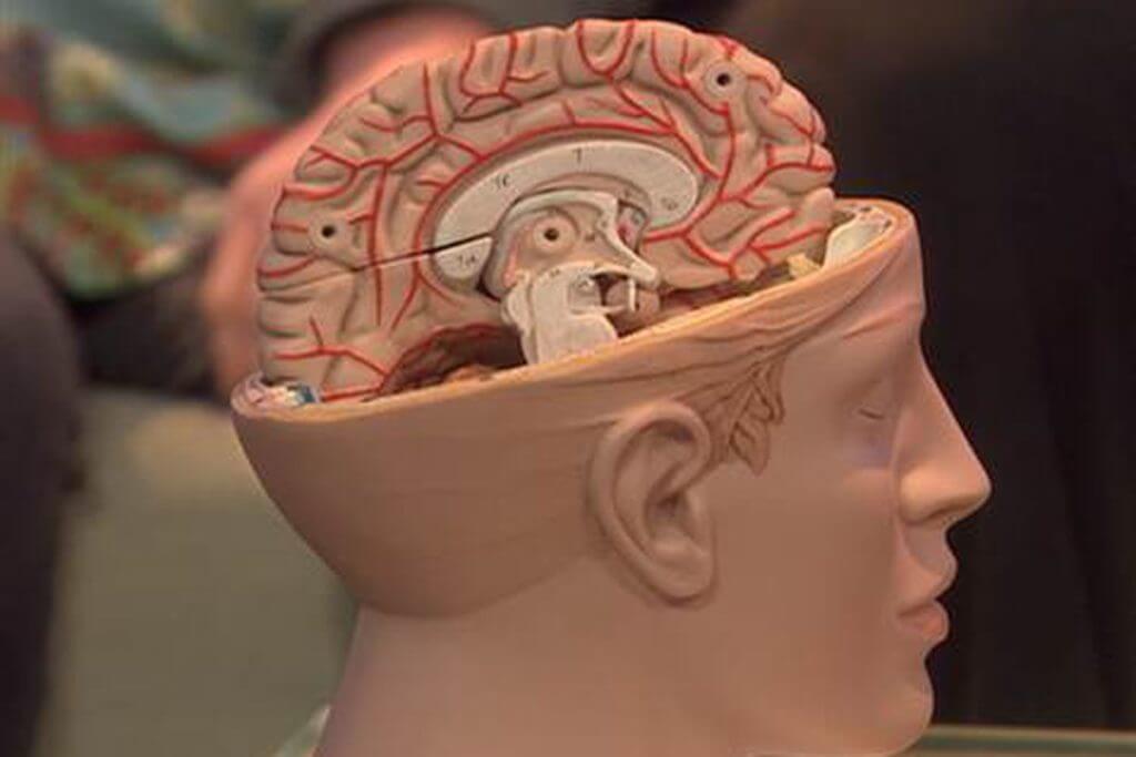 Mózg nadal pracować normalnie po usunięciu jednej z półkul