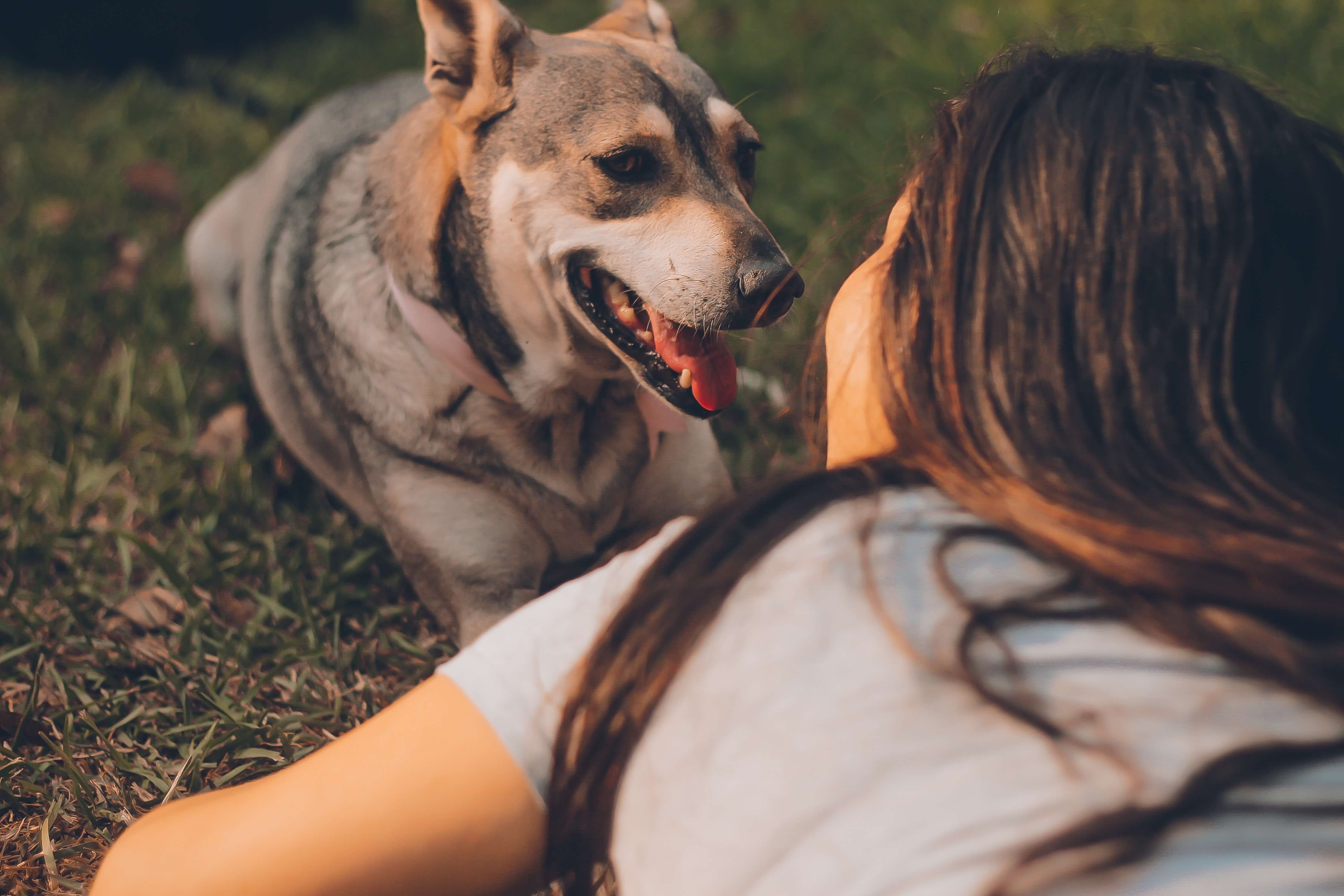 Hvad folk med bedre at genkende de følelser af hunde?