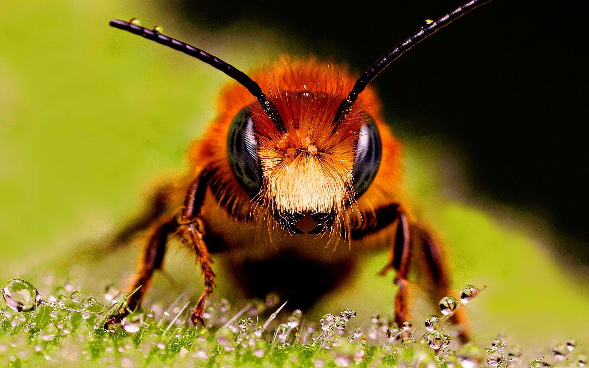 C'est pourquoi les abeilles les plus intelligents de personnes?