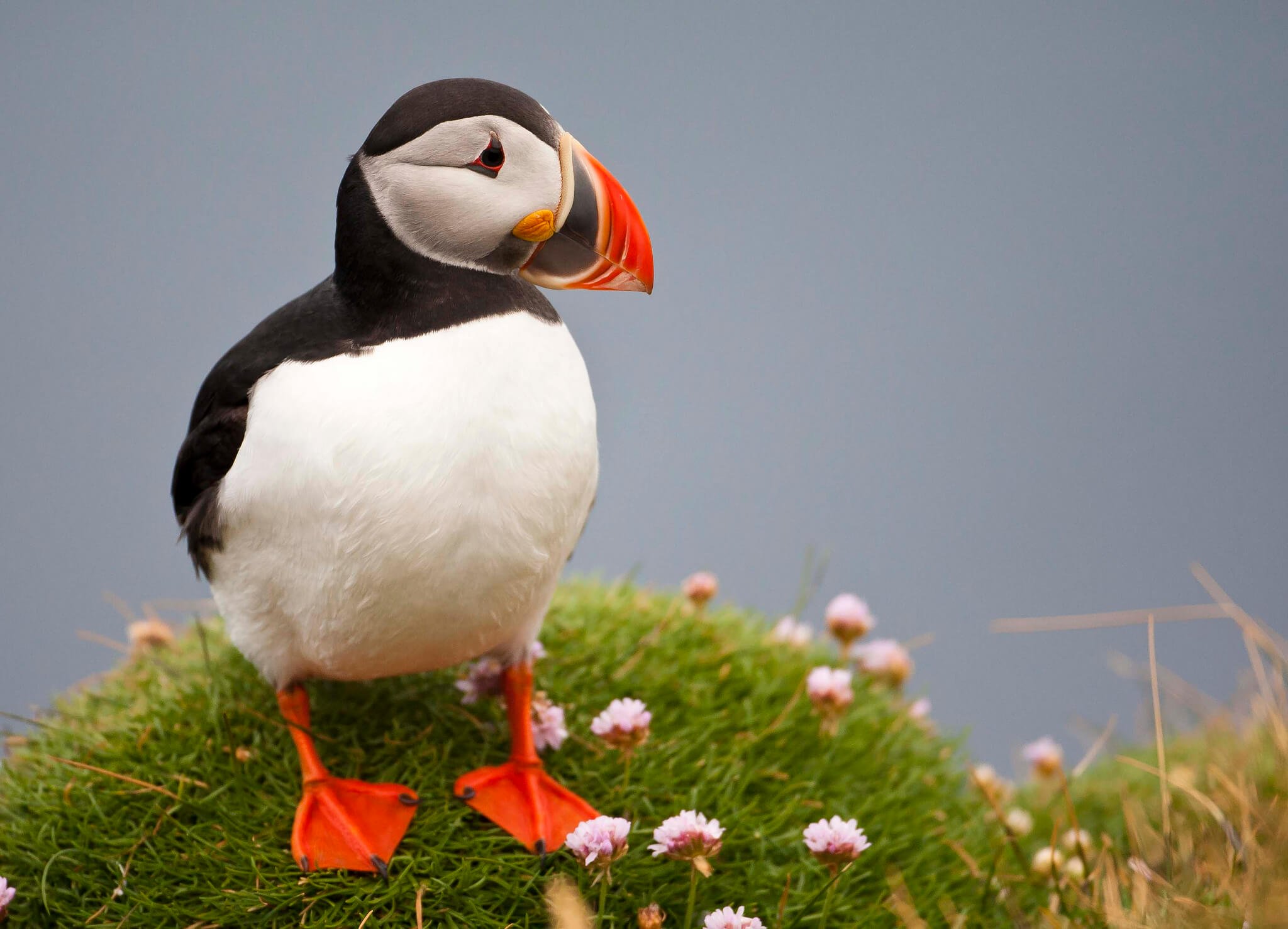 #vidéo | Filmé la première preuve que les oiseaux marins savent utiliser les outils