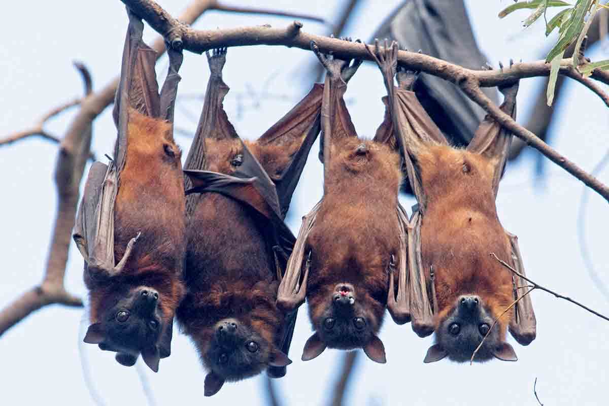 Is there a threat of a pandemic virus Nipah?