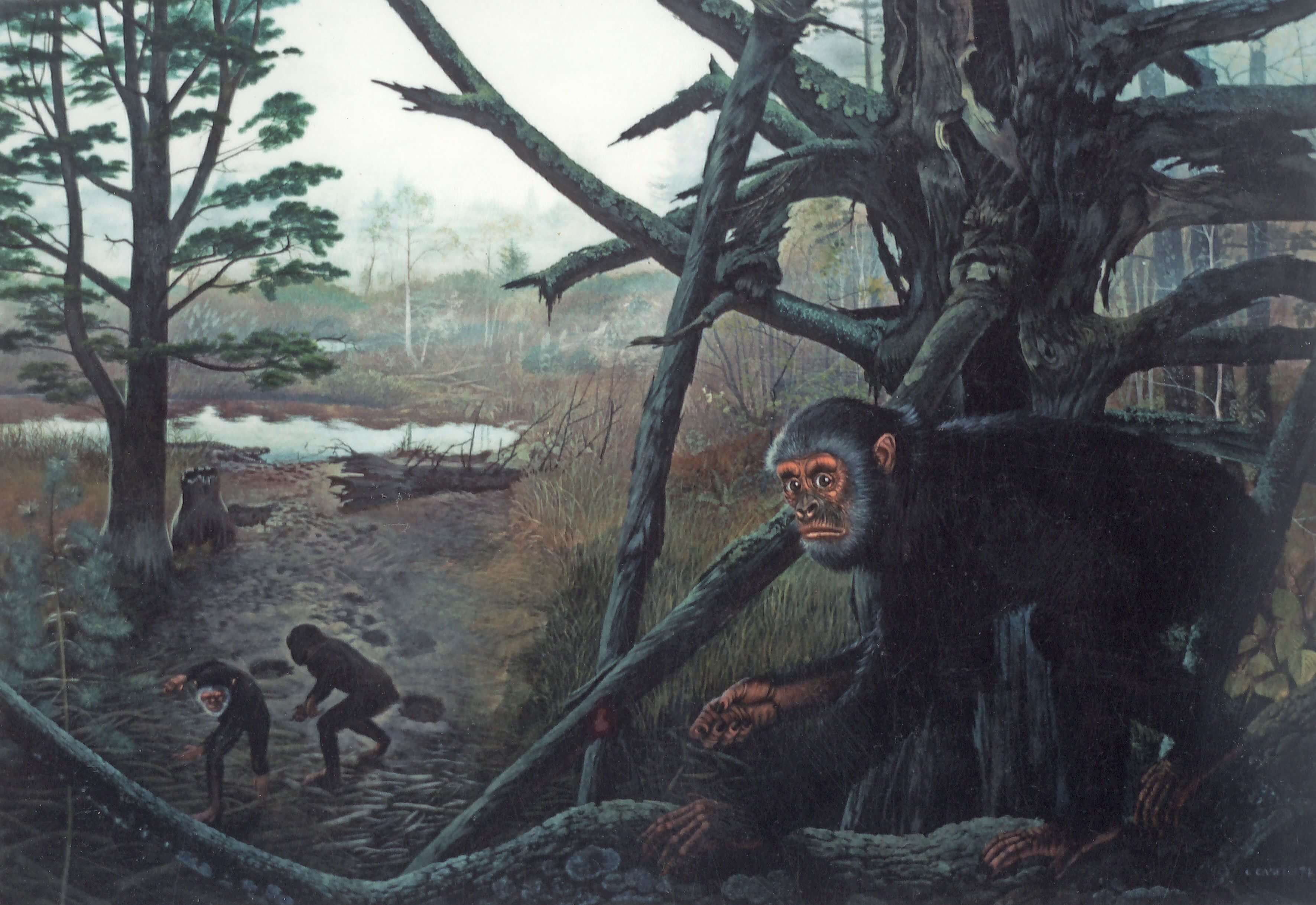 ¿Por qué los antiguos monos no sabían caminar sobre dos patas y no vivían en los árboles?