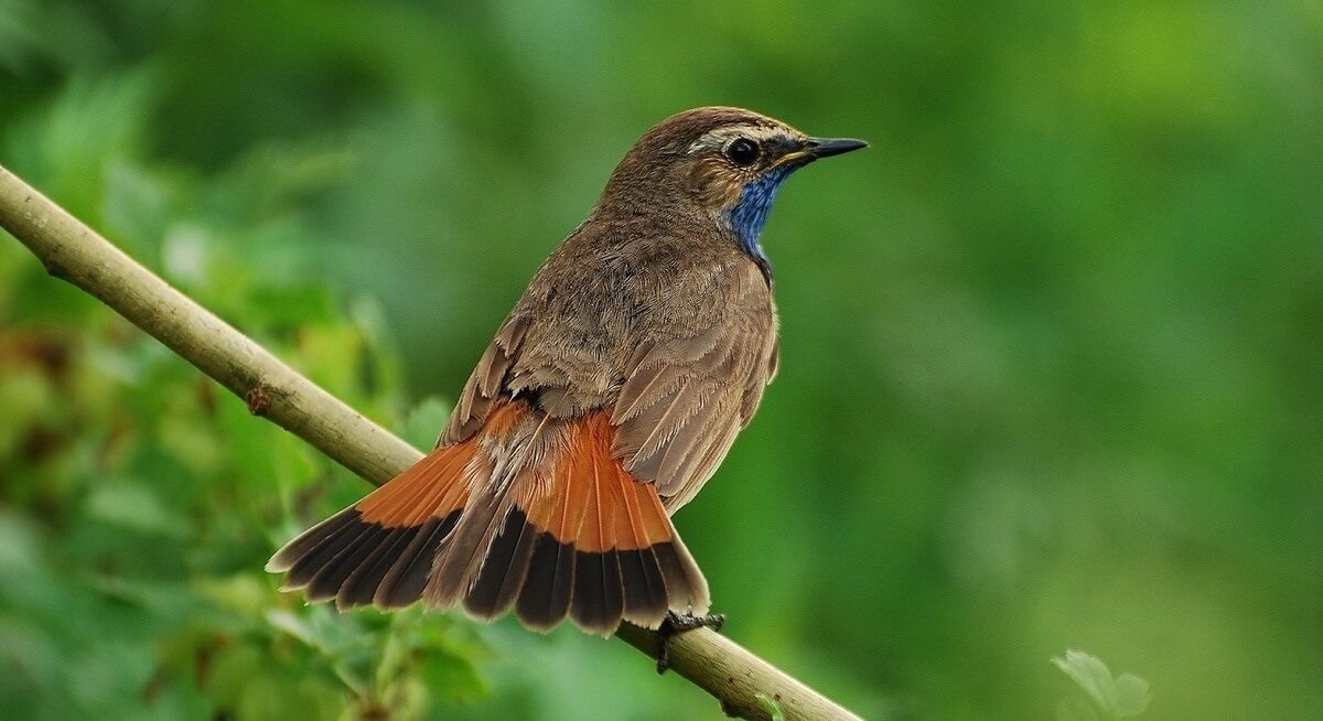 Klimawandel zwingt die Vögel entwickeln