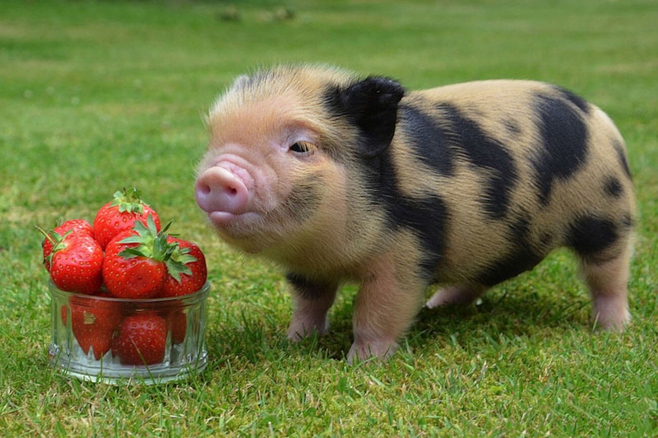 Born in China, the world's first pig with cages of monkeys