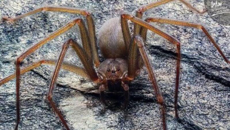की तरह लग रहा है सबसे खतरनाक मकड़ी दुनिया में?