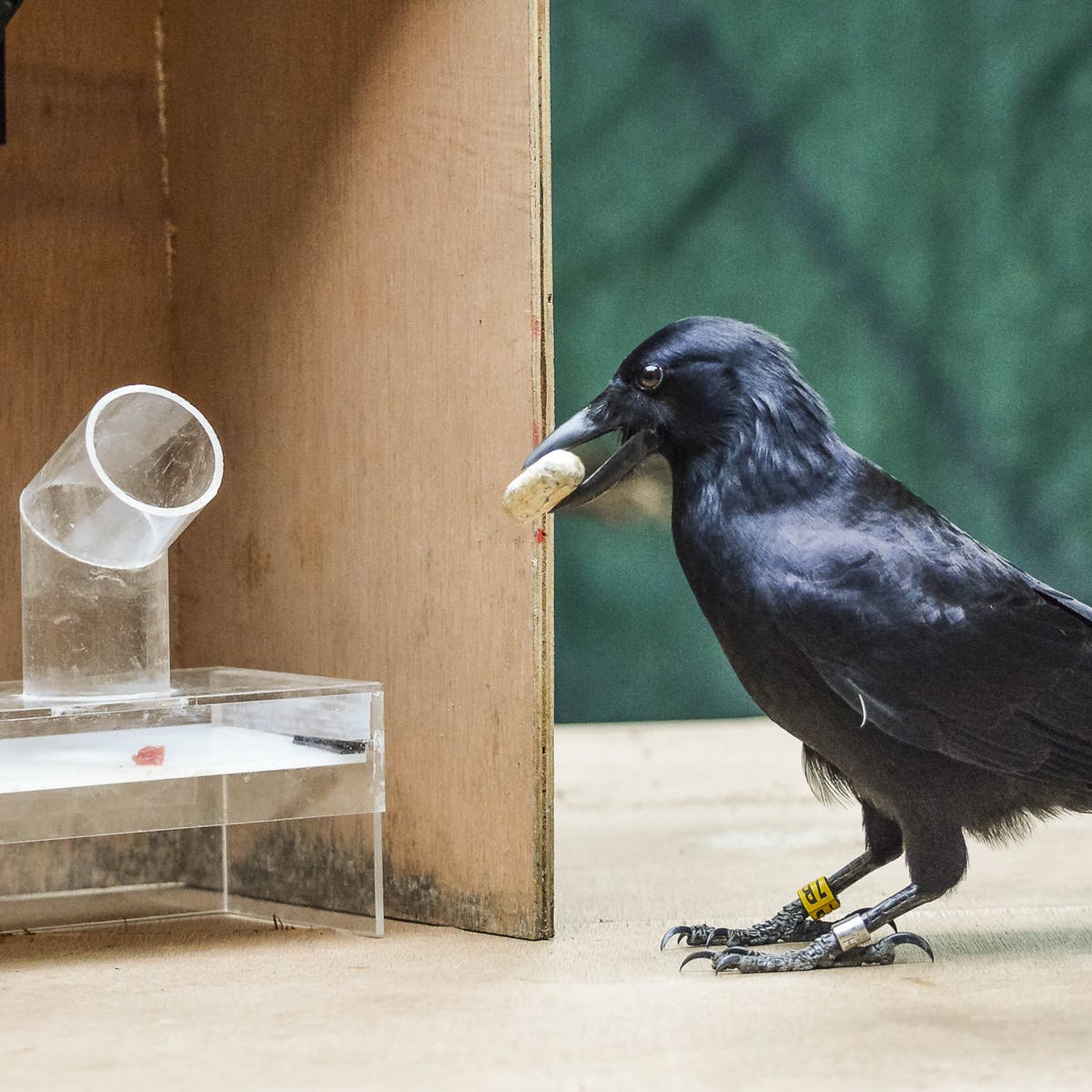¿Pueden los cuervos ser el más inteligente de los primates?