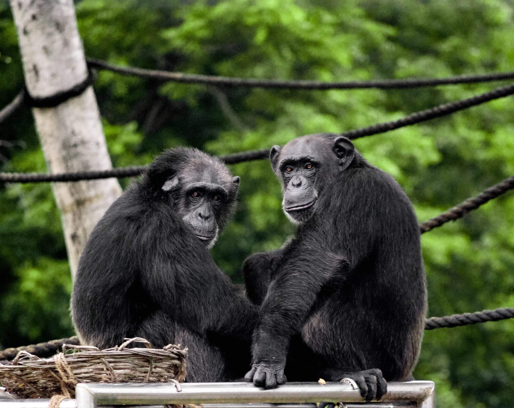 #فيديو | اكتشاف طريقة جديدة للتواصل مع الشمبانزي الأقارب