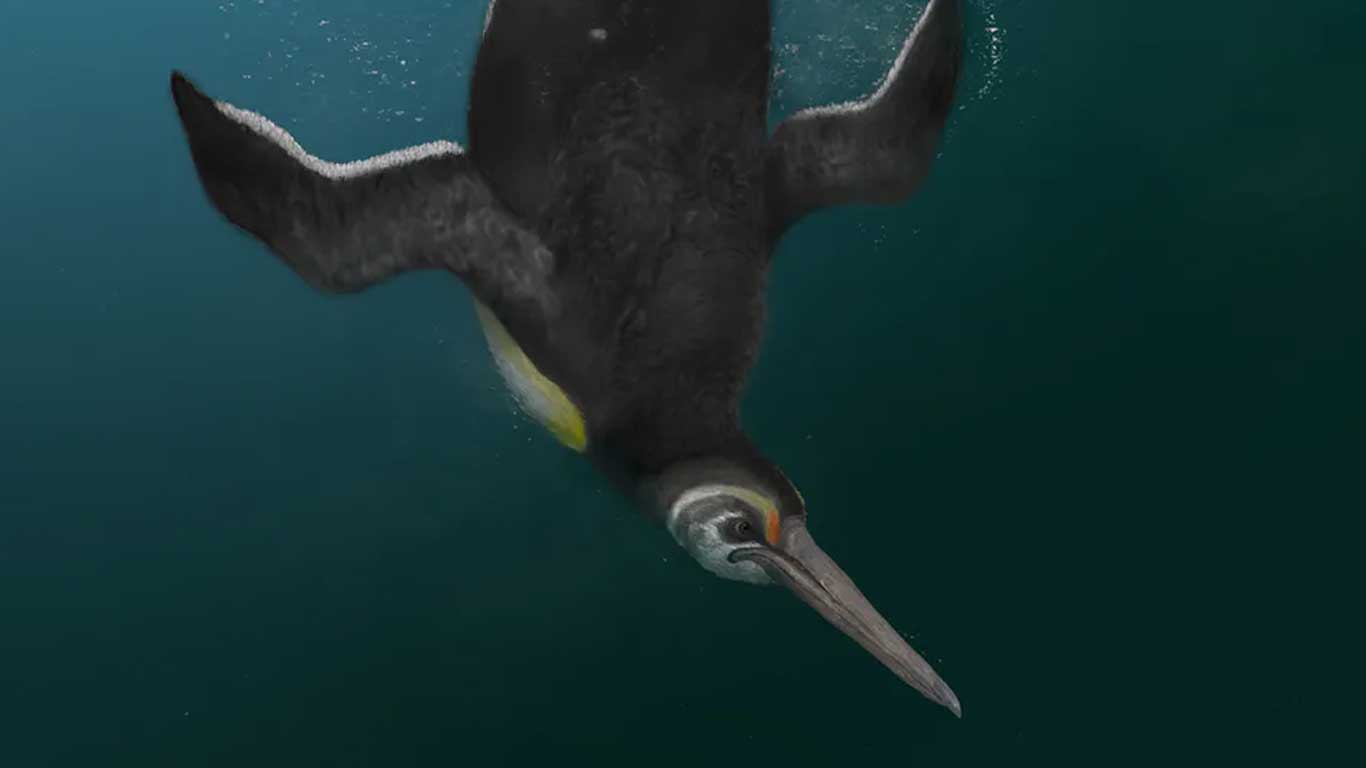 Otwarty nowy wygląd starożytnych pingwinów, który był najbardziej podobny do współczesnych