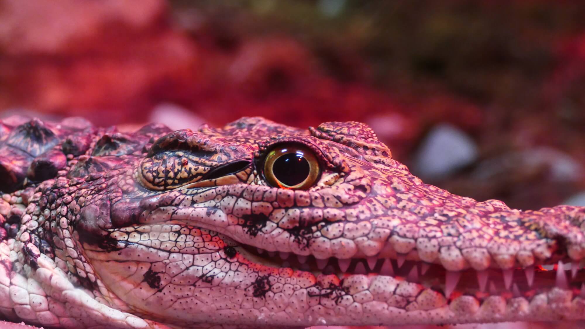 #vidéo | Quelle vitesse courir les crocodiles?